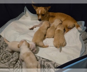 Mother of the Chiweenie-Shih Tzu Mix puppies born on 06/10/2025