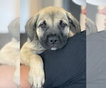 Small Photo #3 Labrador Retriever-Unknown Mix Puppy For Sale in San Diego, CA, USA