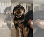 Small #4 Rottweiler