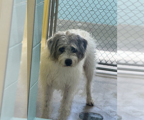 Medium Photo #1 Border Terrier-Catahoula Leopard Dog Mix Puppy For Sale in Temple, TX, USA