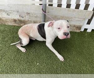 Mutt Dogs for adoption in Modesto, CA, USA