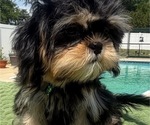Small #2 Shih Tzu