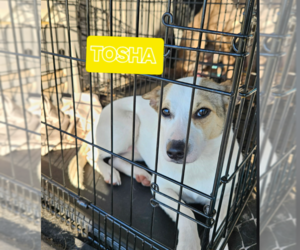 Mutt Dogs for adoption in Cranston, RI, USA