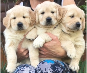 Golden Retriever Puppy for sale in SCOTTSDALE, AZ, USA