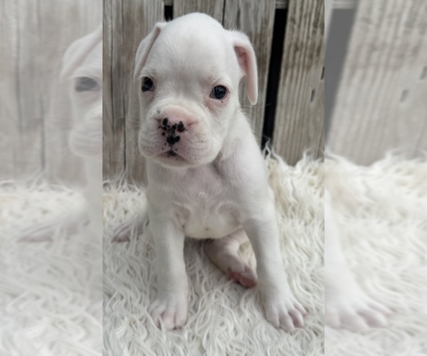 Medium Photo #7 Boxer Puppy For Sale in PAWNEE CITY, NE, USA