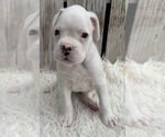Small #6 Boxer