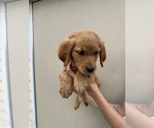 Golden Retriever Puppy for Sale in CHAMPIONS GATE, Florida USA