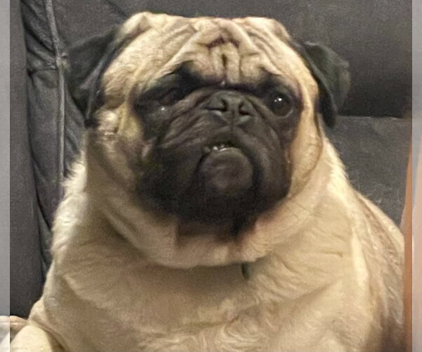 Medium Photo #2 Pug Puppy For Sale in Indianapolis, IN, USA