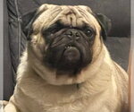 Small #1 Pug