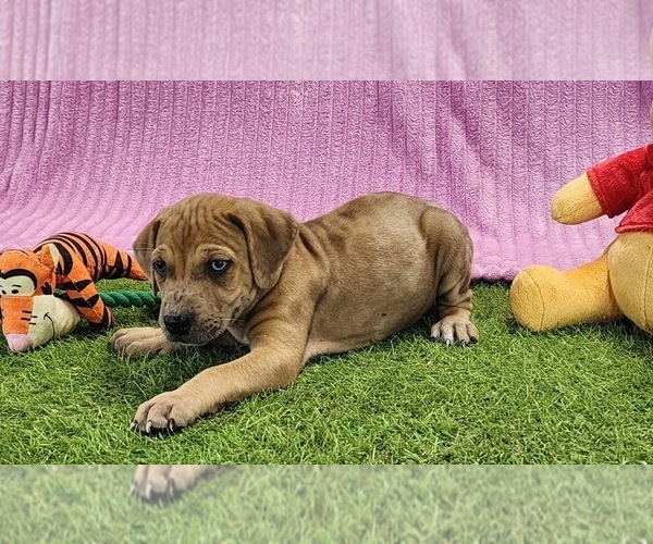 Medium Photo #3 Catahoula Leopard Dog Puppy For Sale in CUMBY, TX, USA