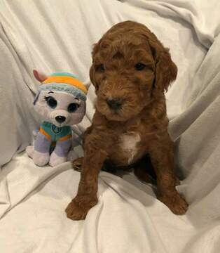 Medium Photo #2 Goldendoodle Puppy For Sale in HARTVILLE, OH, USA