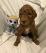 Small Photo #2 Goldendoodle Puppy For Sale in HARTVILLE, OH, USA