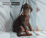 Small Photo #7 Doberman Pinscher Puppy For Sale in POMEROY, OH, USA