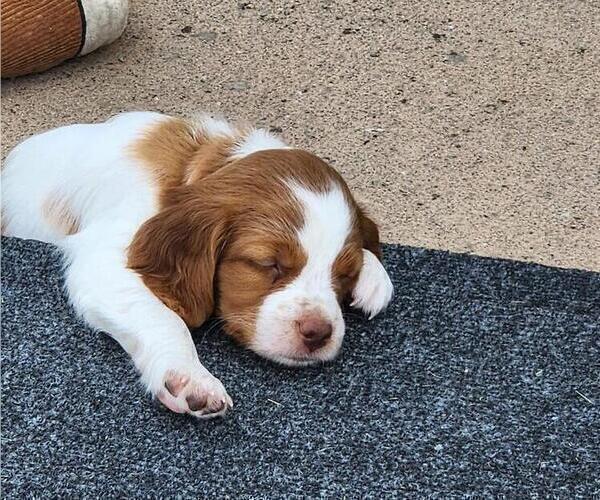 Medium Photo #12 Brittany Puppy For Sale in MONTROSE, CO, USA