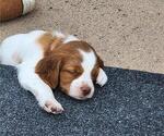 Small Photo #12 Brittany Puppy For Sale in MONTROSE, CO, USA