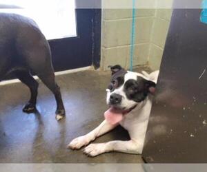 Mutt Dogs for adoption in Tulsa, OK, USA