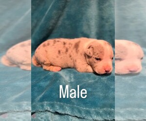 American Bully Puppy for Sale in PFLUGERVILLE, Texas USA