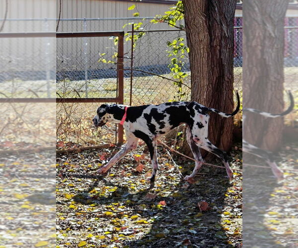 Medium Photo #3 Great Dane Puppy For Sale in Bullard, TX, USA