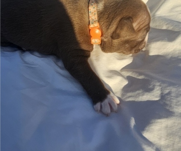 Medium Photo #3 Boston Terrier Puppy For Sale in BERYL, UT, USA