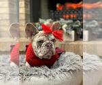 Small Photo #13 French Bulldog Puppy For Sale in PALO ALTO, CA, USA