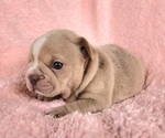 Small #12 French Bulldog