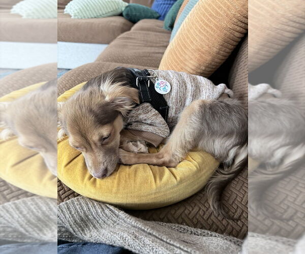 Medium Photo #1 Chihuahua-Unknown Mix Puppy For Sale in Raleigh, NC, USA