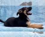 Small Photo #3 German Shepherd Dog Puppy For Sale in FRANKLIN, IN, USA