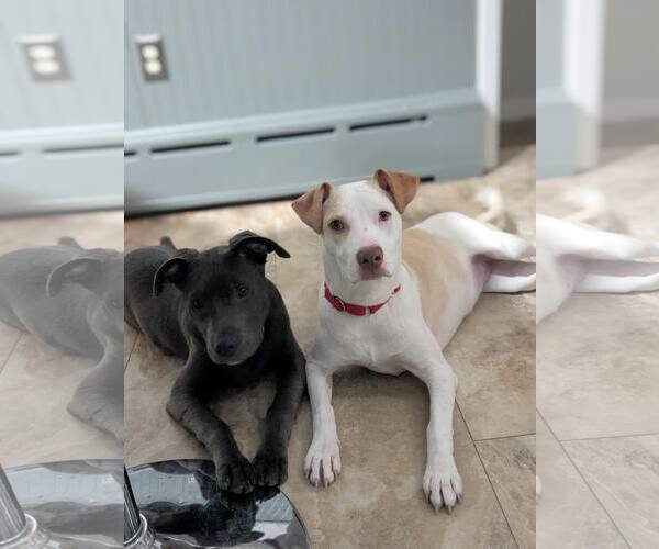 Medium Photo #4 American Pit Bull Terrier-Unknown Mix Puppy For Sale in Catasauqua, PA, USA