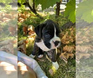 Boxer Puppy for sale in VANCOUVER, WA, USA