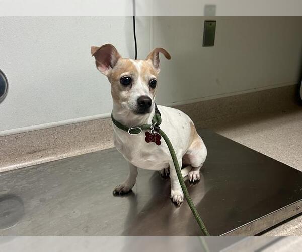 Medium Photo #1 Chihuahua Puppy For Sale in Bakersfield, CA, USA