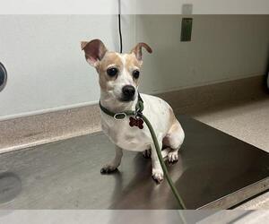 Chihuahua Dogs for adoption in Bakersfield, CA, USA