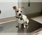 Small Chihuahua
