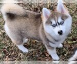 Small Photo #5 Siberian Husky Puppy For Sale in Severn, MD, USA