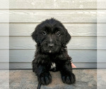 Puppy 6 Goldendoodle