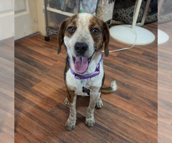 Medium Photo #1 Beagle-Unknown Mix Puppy For Sale in Las Vegas, NV, USA