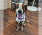 Small Beagle Mix