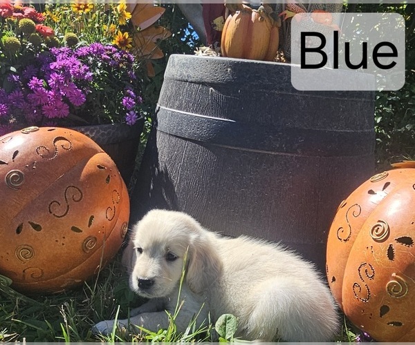 Medium Photo #1 English Cream Golden Retriever Puppy For Sale in SODDY DAISY, TN, USA
