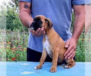 Boxer Puppy for sale in Budapest, Budapest, Hungary