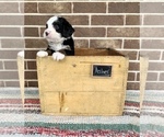 Small Photo #1 Bernedoodle Puppy For Sale in GRABILL, IN, USA