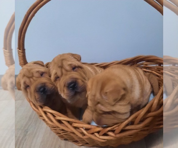Medium Photo #6 Chinese Shar-Pei Puppy For Sale in SOMERSET, KY, USA