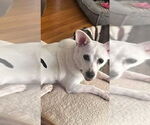Small #9 Chihuahua Mix