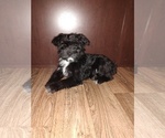 Small Photo #8 YorkiePoo Puppy For Sale in LAPEER, MI, USA