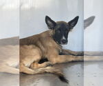 Small German Shepherd Dog