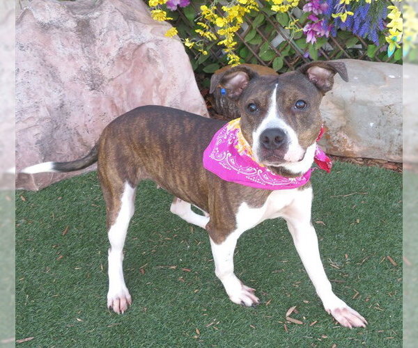 Medium Photo #1 Mutt Puppy For Sale in Oklahoma City, OK, USA