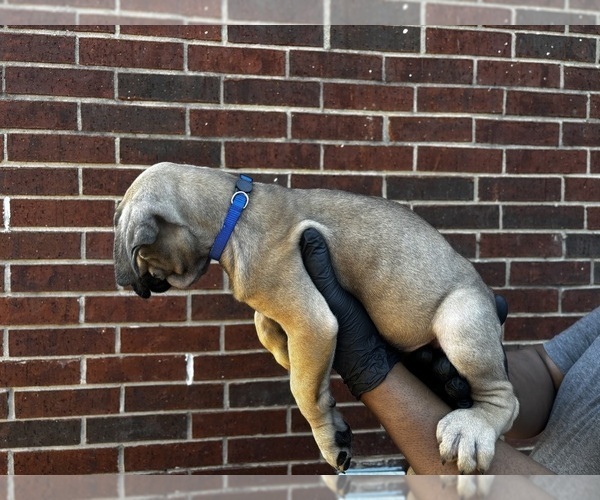 Medium Photo #2 Cane Corso Puppy For Sale in ALLEN, TX, USA