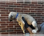 Small #1 Cane Corso
