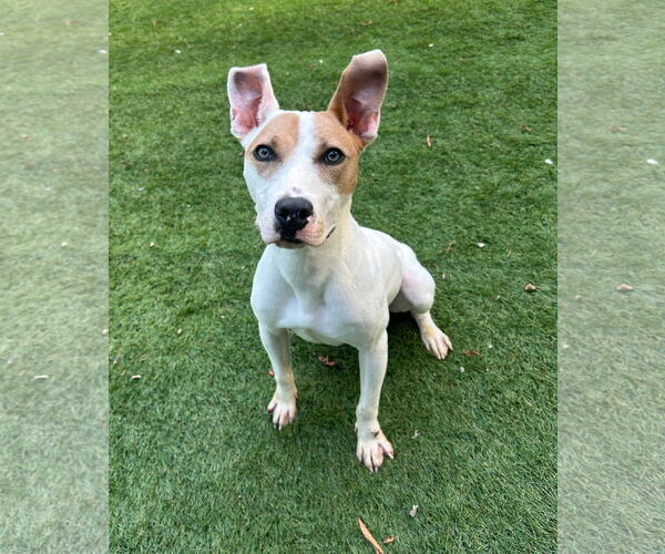 Medium Photo #5 Parson Russell Terrier-Unknown Mix Puppy For Sale in Calhoun, GA, USA