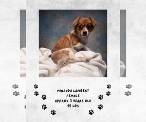 Miranda Lambert - Female Chihuahua-Unknown Mix Dog for Adoption