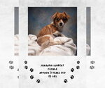 Miranda Lambert - Female Chihuahua-Unknown Mix Dog for Adoption - Small photo