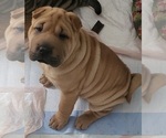 Small #2 Chinese Shar-Pei